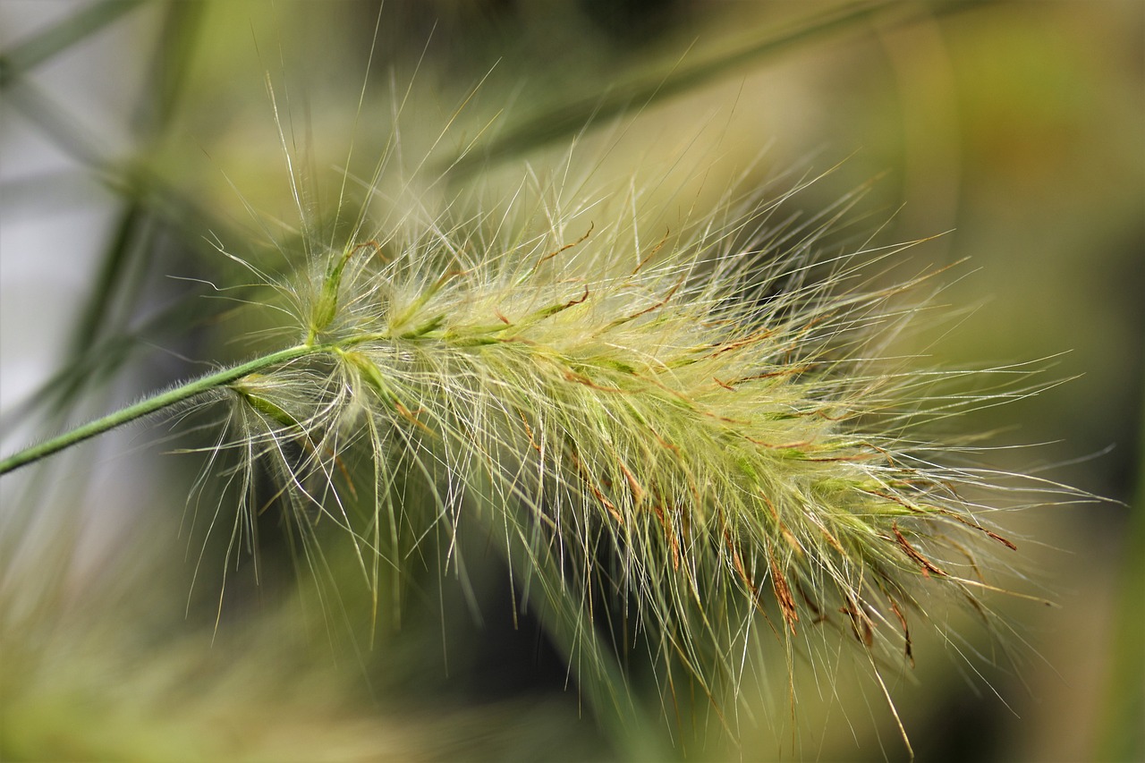 Best Plants for a Garden That Blooms in Autumn